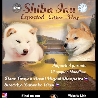 Litter - MATED COUPLE - A (EXPECTED LITTER MAY 2026)