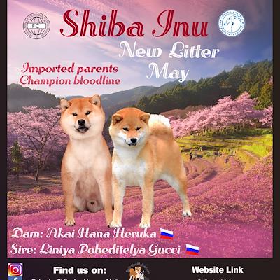 Litter - MATED COUPLE - B (EXPECTED LITTER MAY 2026)