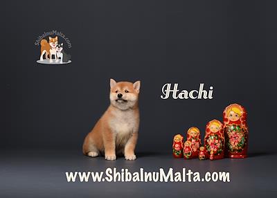 HACHI