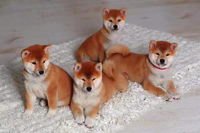 SEYBI & SIBLINGS