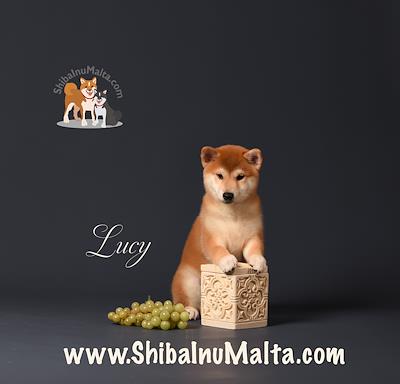 LUCY