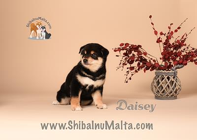 DAISY