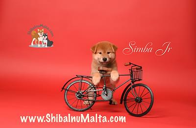 SIMBA JR.