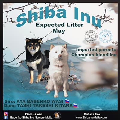 Litter - MATED COUPLE - N (EXPECTED LITTER MAY 2025)