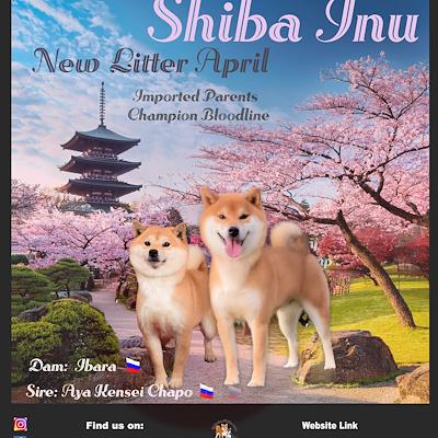 Litter - MATED COUPLE - Y (EXPECTED LITTER APRIL 2026)