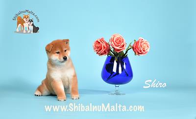SHIRO