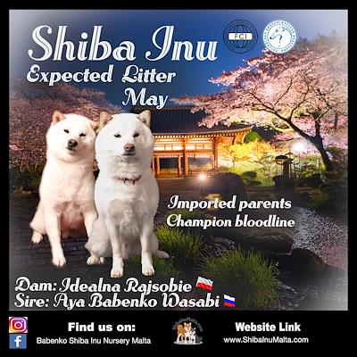 Litter - MATED COUPLE - Z (EXPECTED LITTER MAY 2026)